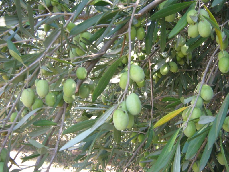 Olio Officina Festival torna a Milano dal 2 al 4 marzo&nbsp;2023